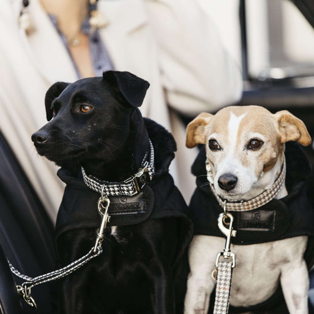 Kentucky Laisse pour Chien Pied-de-Poule Beige