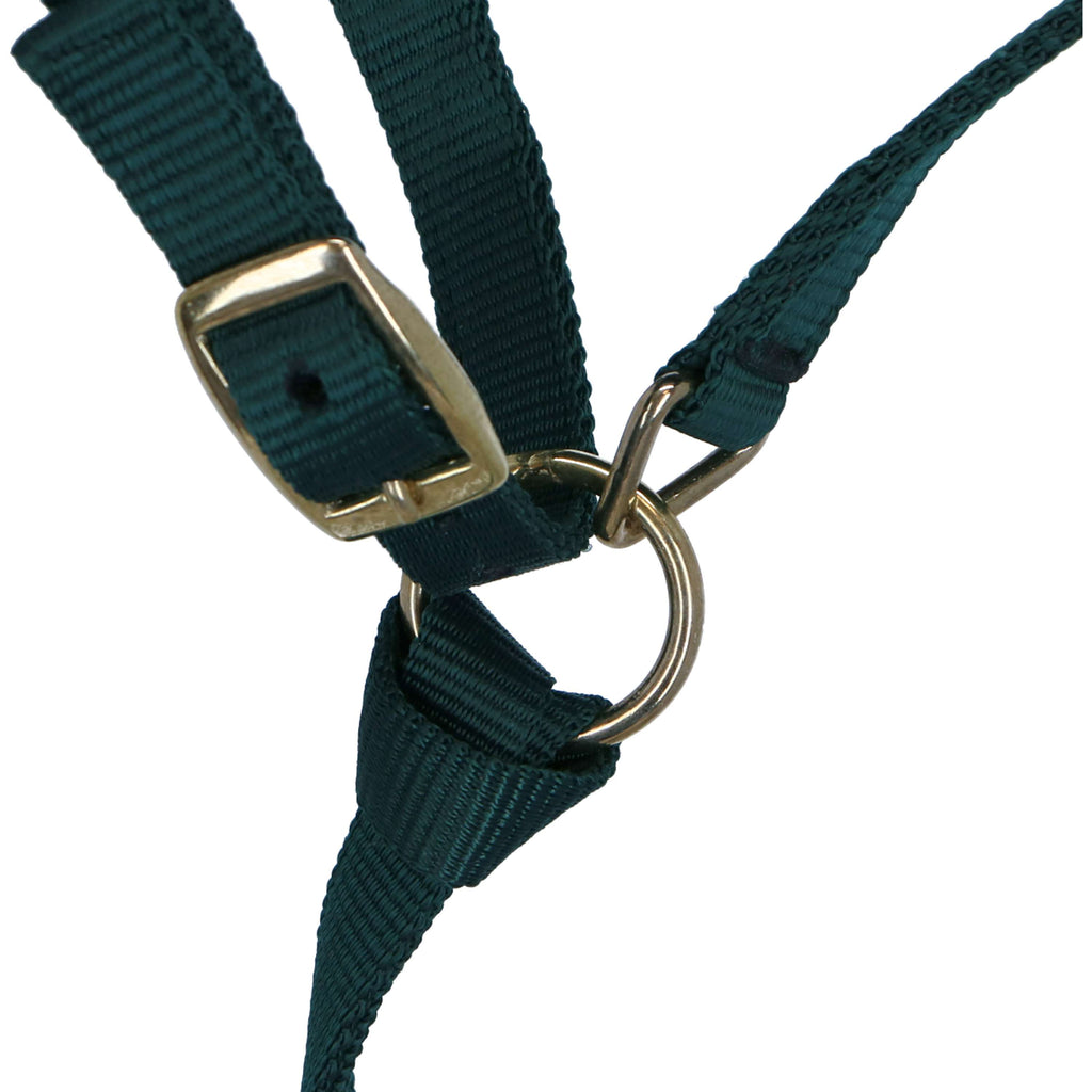 Norton Licol pour Poulain avec Longe Vert Foncé