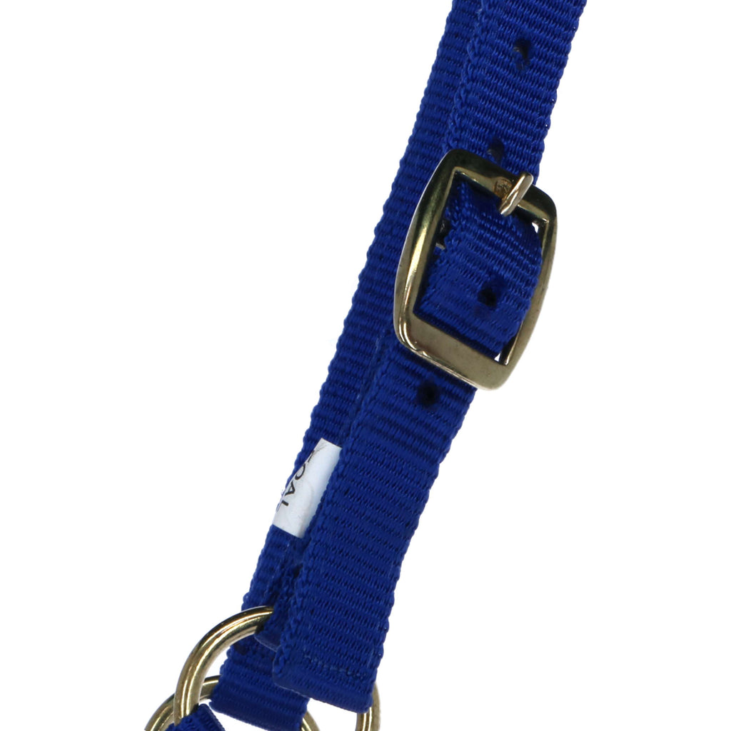 Norton Licol pour Poulain avec Longe Bleu Royal