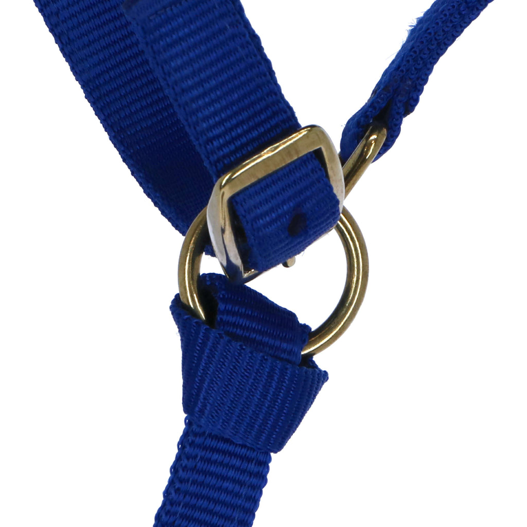 Norton Licol pour Poulain avec Longe Bleu Royal