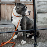 Kentucky Collier velours Orange