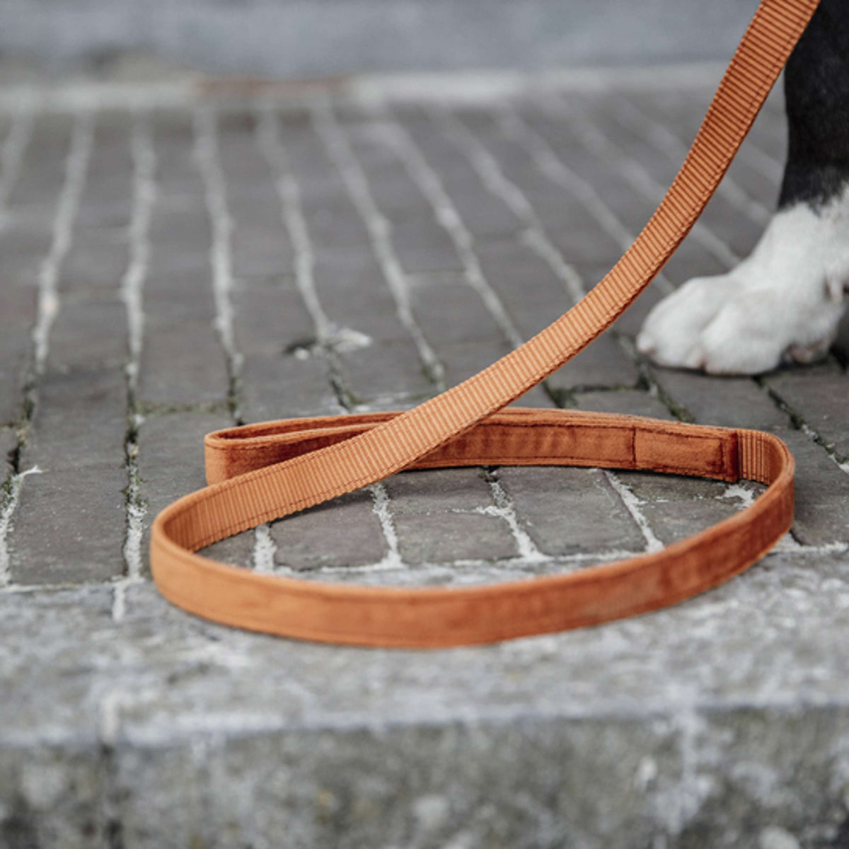 Kentucky Laisse pour Chien velours Orange