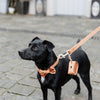 Kentucky Laisse pour Chien velours Orange