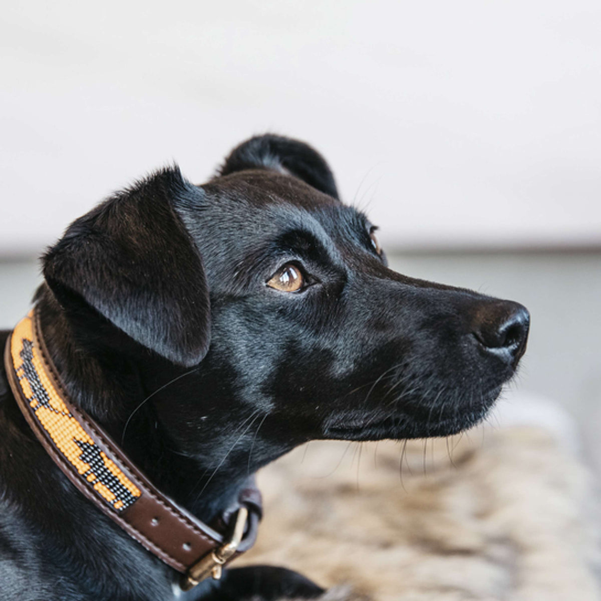 Kentucky Collier Perles Artisanales Orange & Dog