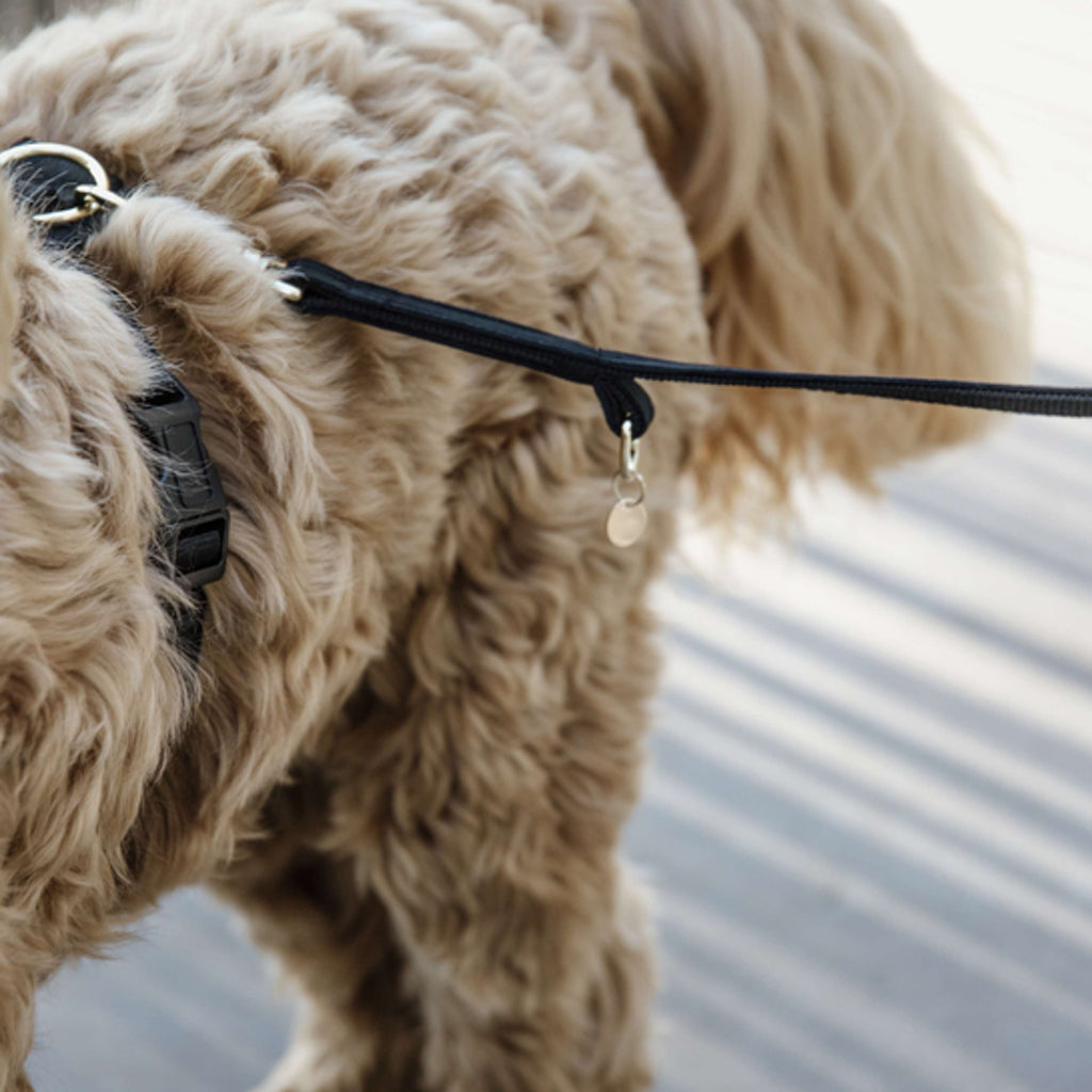 Kentucky Laisse pour Chien velours Noir