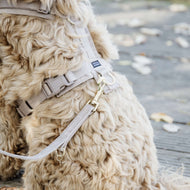 Kentucky Laisse pour Chien velours Beige