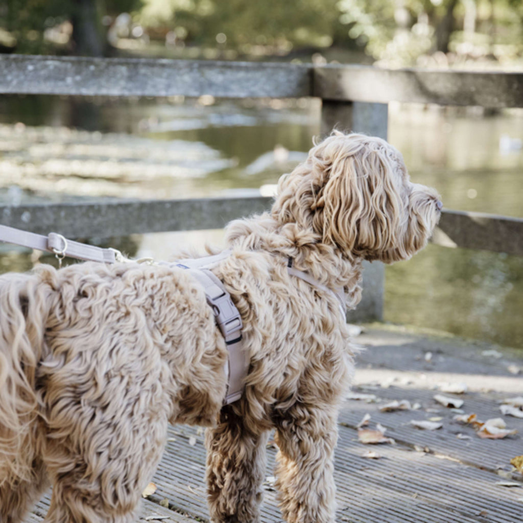 Kentucky Laisse pour Chien velours Beige