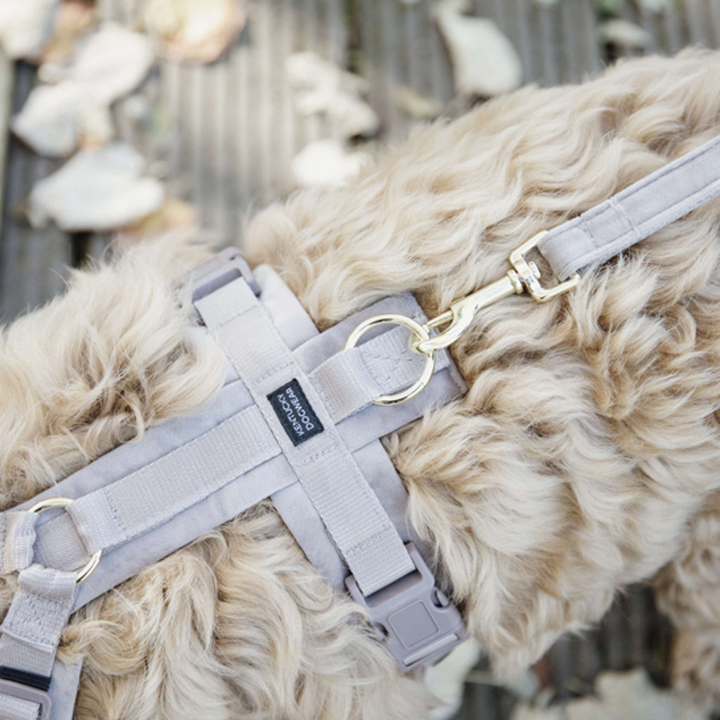 Kentucky Laisse pour Chien velours Beige