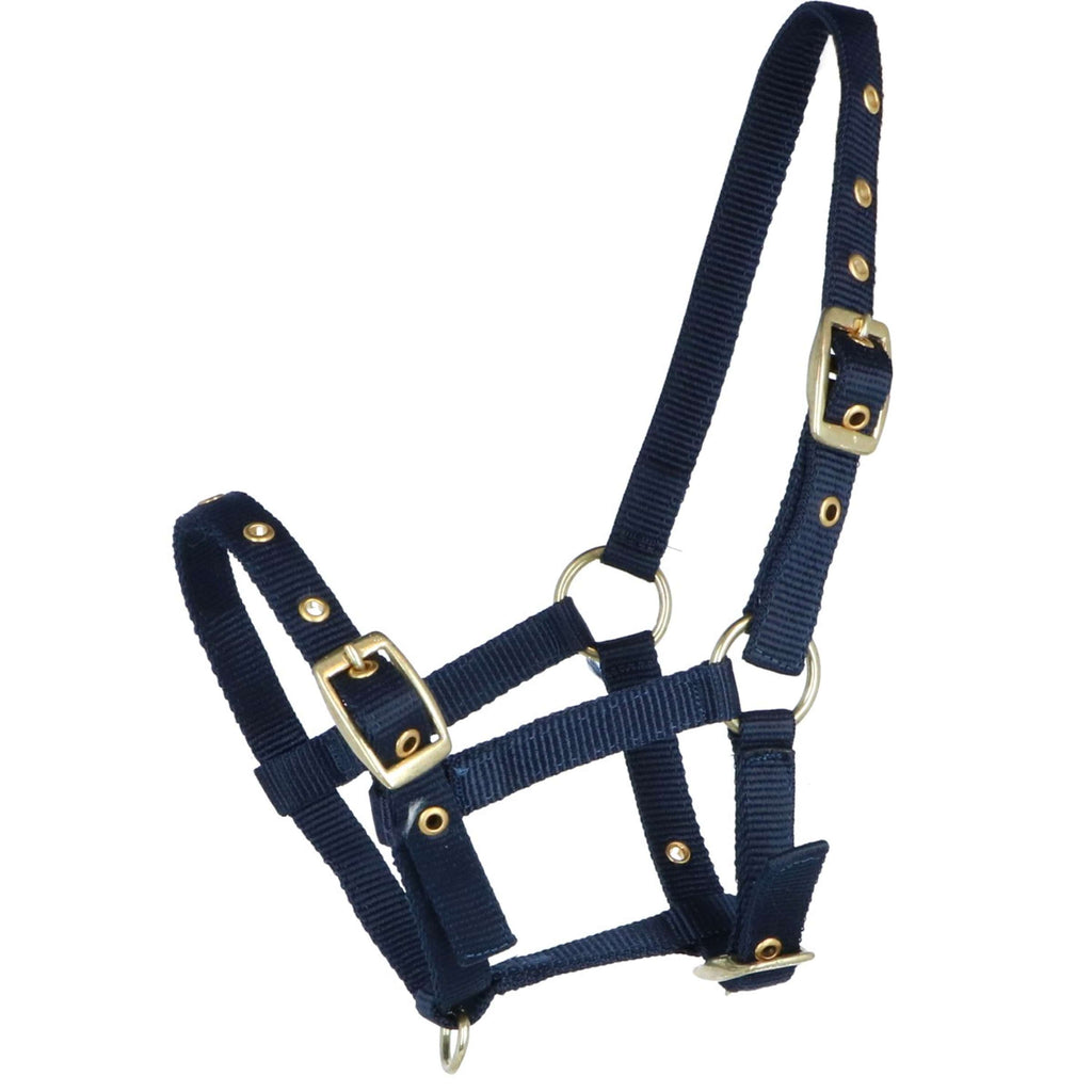 HB Licol pour Poulain Nylon Bleu