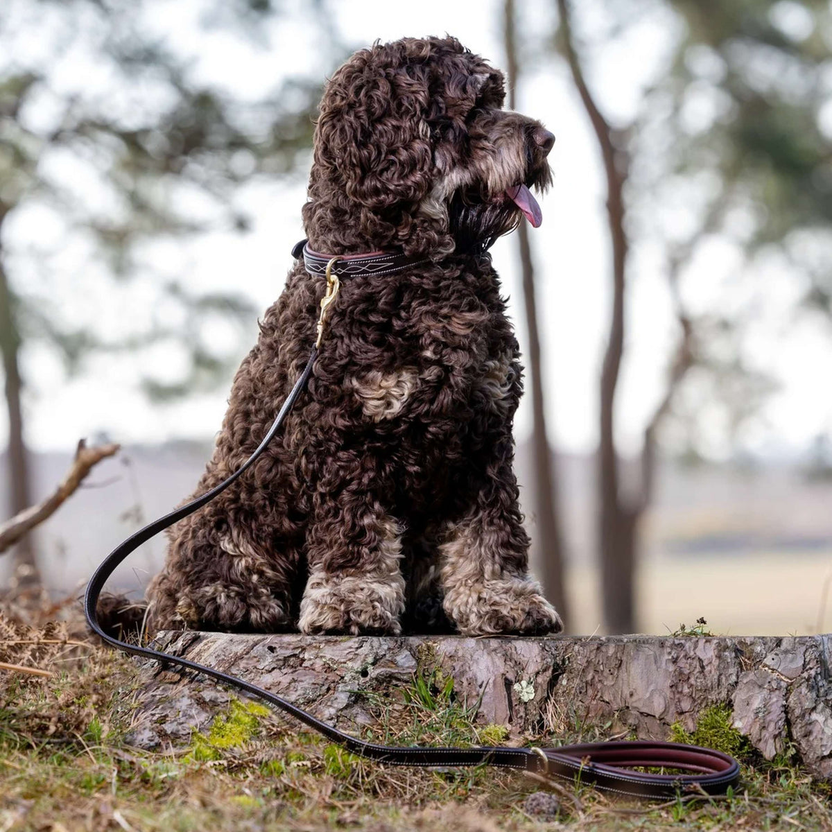 LeMieux Dog Leash Windsor Padded Marron