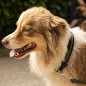 Pénélope Collier pour Chien Point Sellier Noir