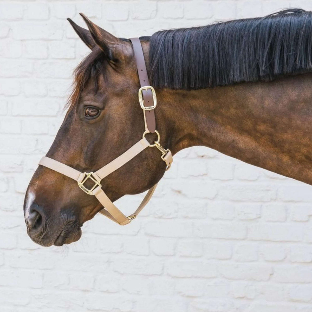 Kentucky Licol Nylon Breakaway Marron