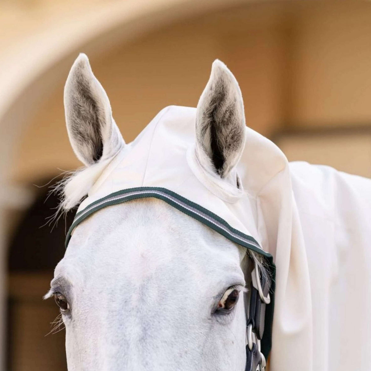 Rambo Pull col Hoodie Pony Craie/Vert chasseur/Argent