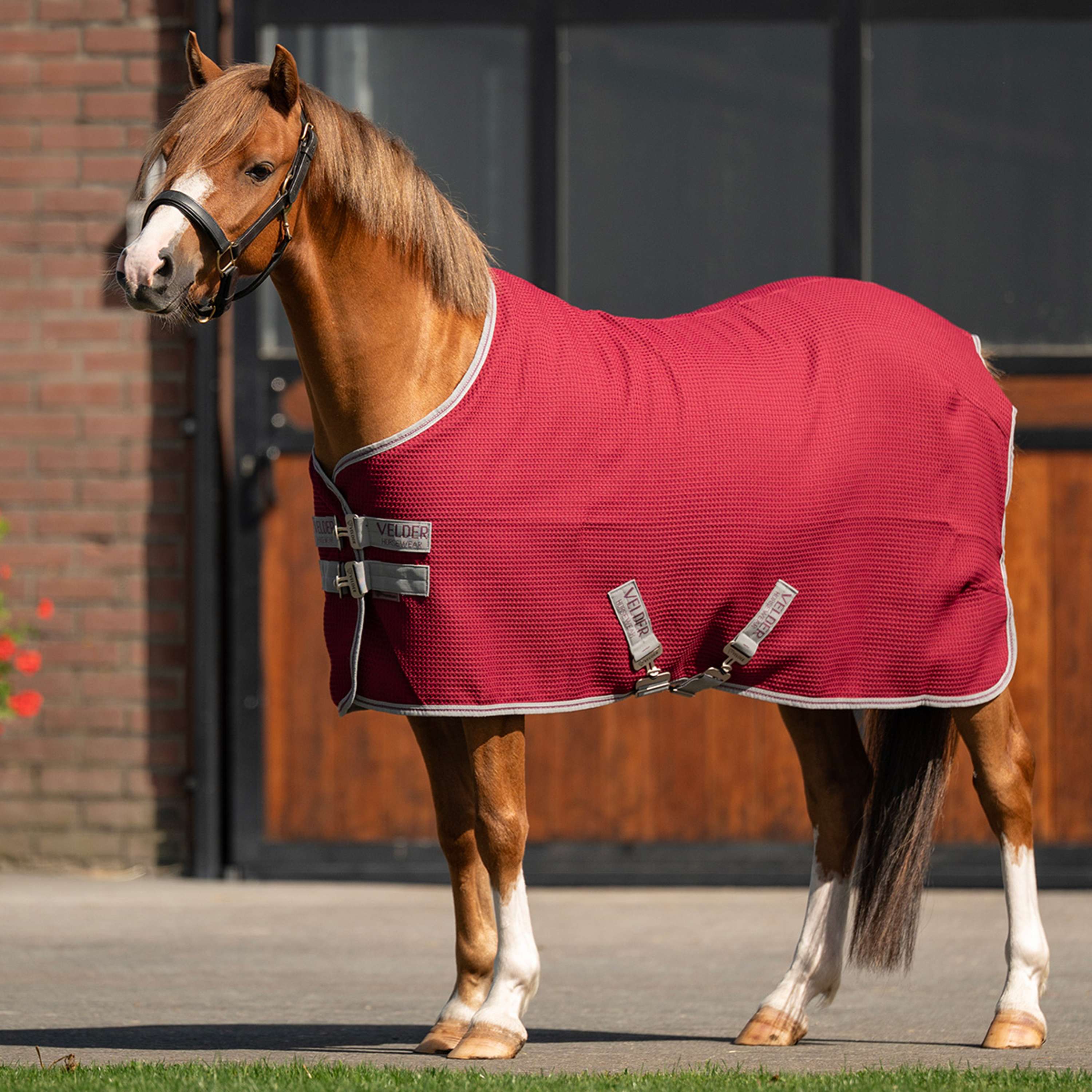 Velder Horsewear Premium Pony Waffle Cooler Rug Mûre Rouge