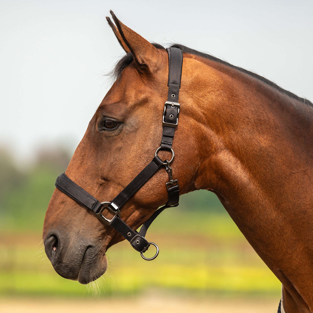 Velder Horsewear Premium Licol Satin Glow Noir