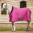 Dutch Raspberry