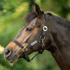Velder Horsewear Essentials Licol Basic Noir