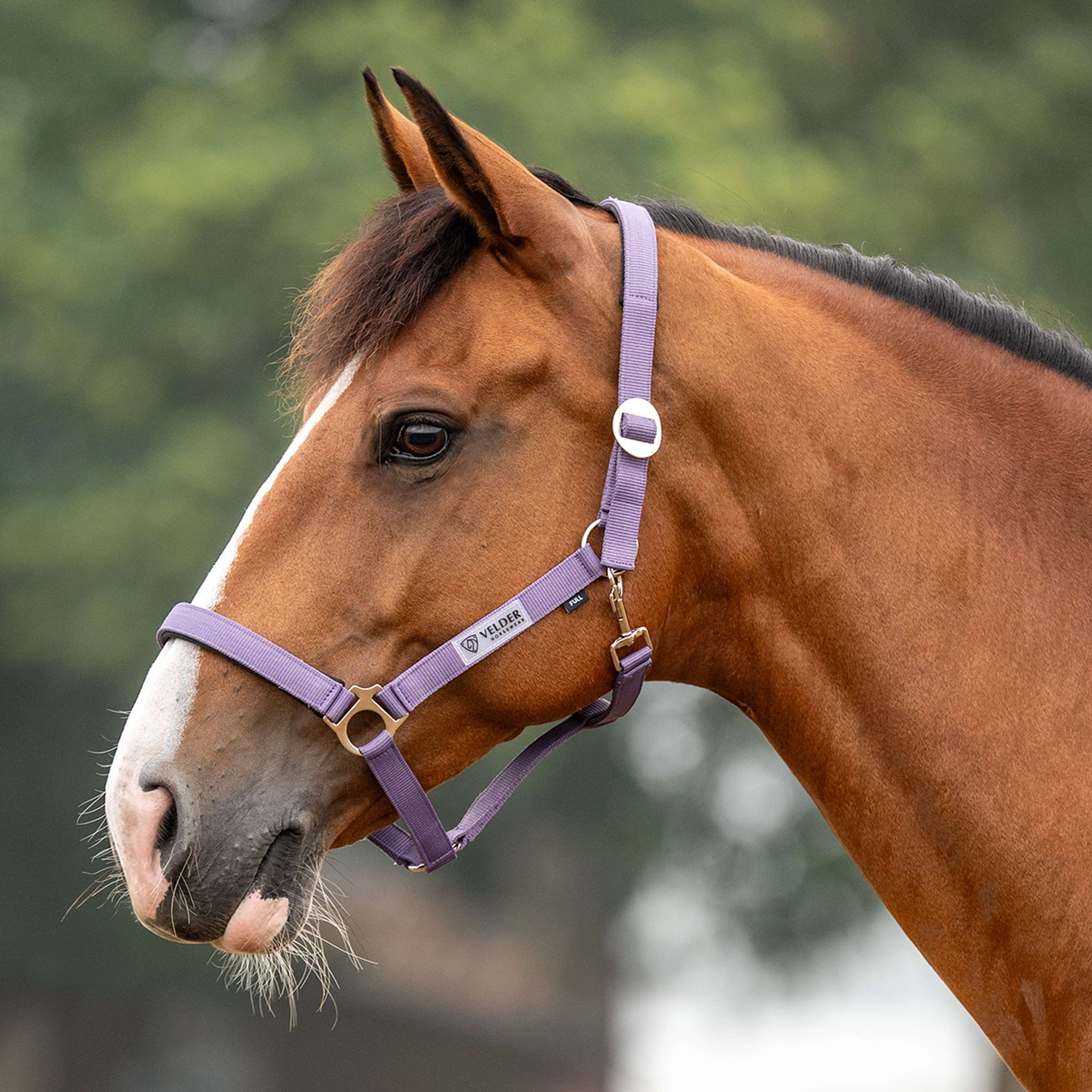 Velder Horsewear Essentials Licol Basic Padded Purple Sage