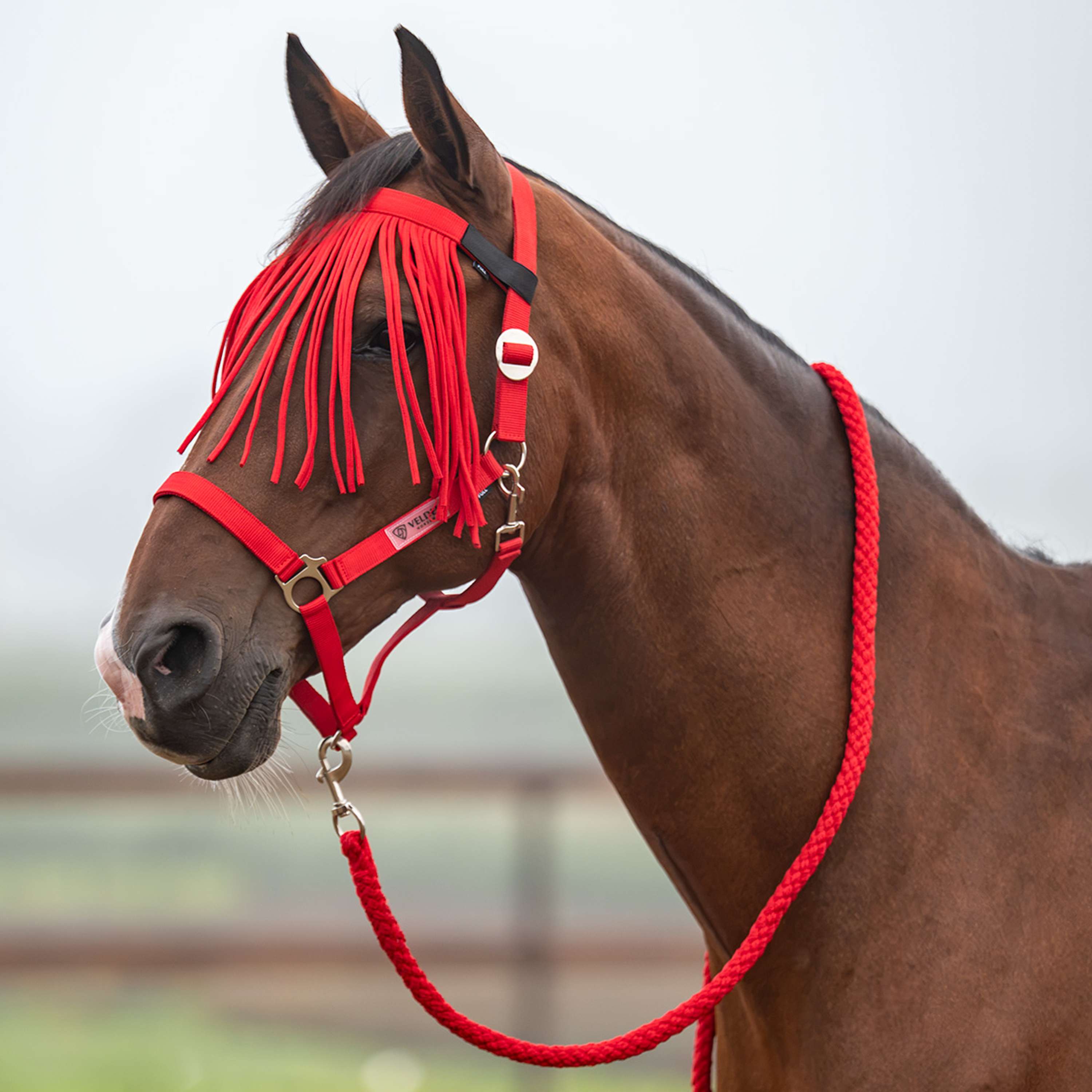 Velder Horsewear Essentials Ensemble Licol Basic Summer High Risk Red
