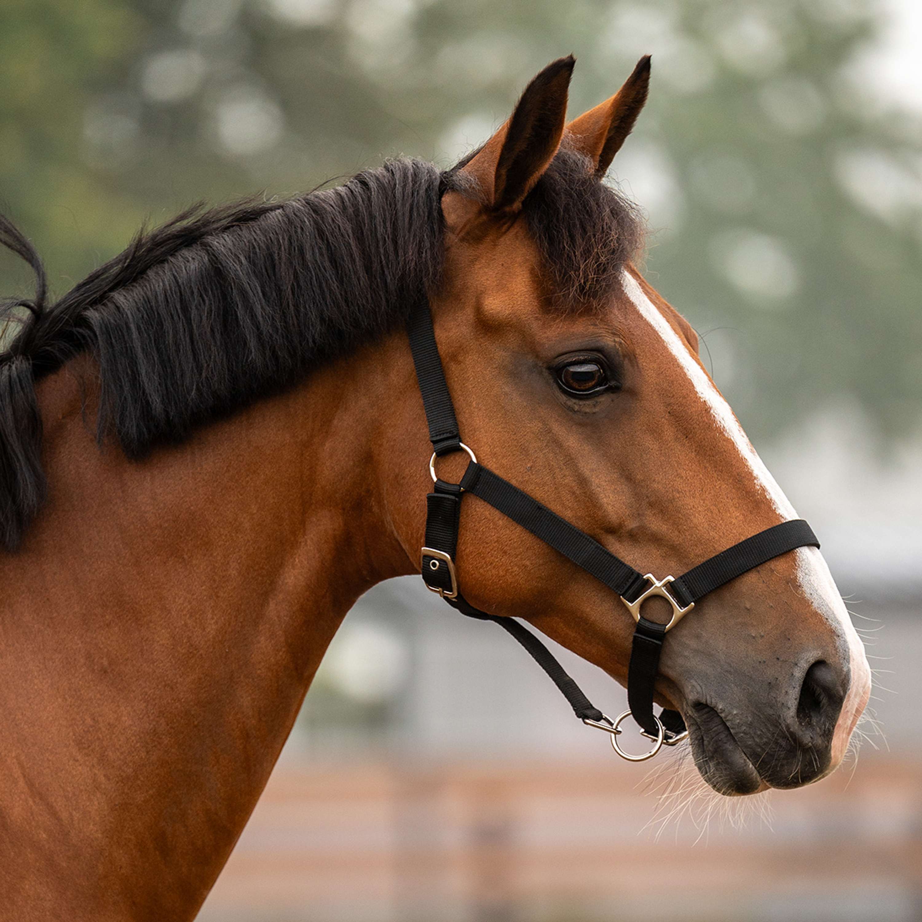 Velder Horsewear Essentials Licol Triple Adjustable Noir
