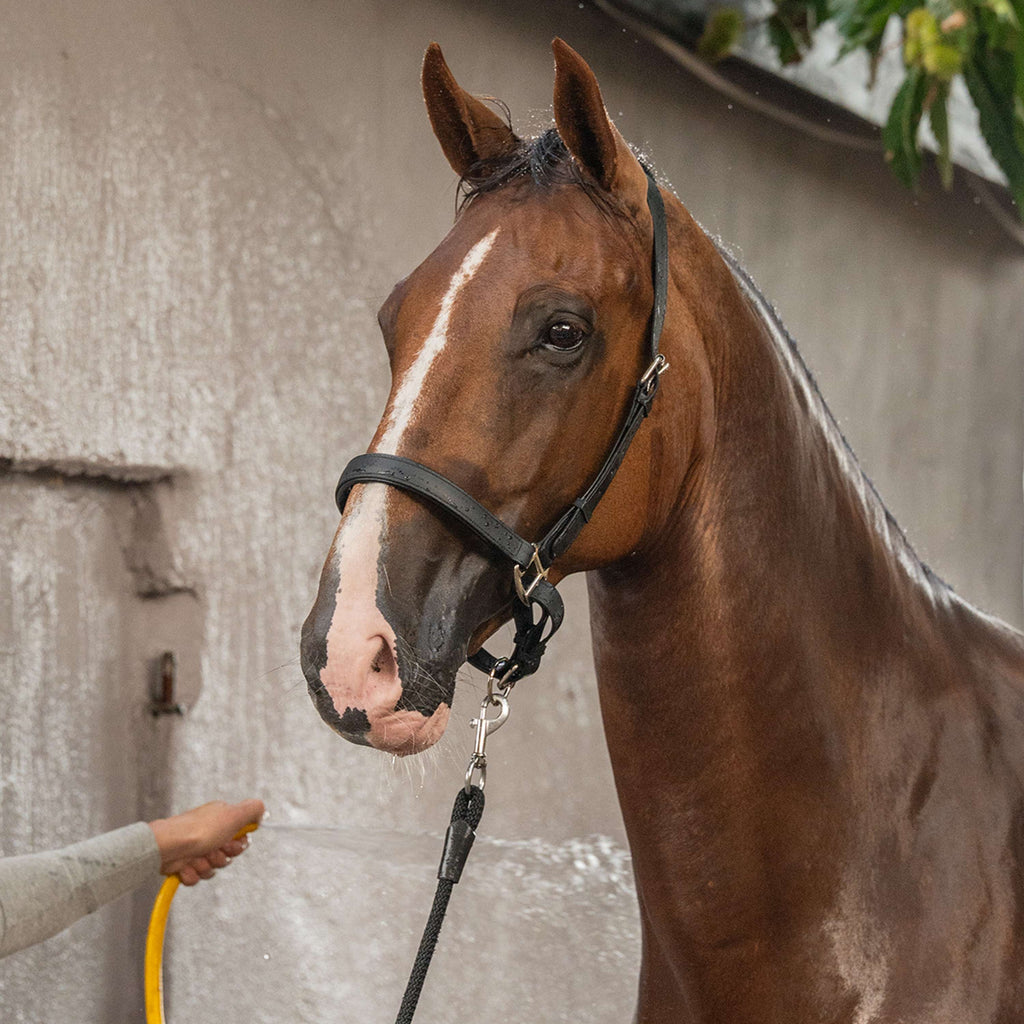 Velder Horsewear Premium Licol WashPro Noir