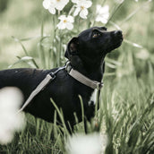 Kentucky Laisse pour Chien Lézard Beige