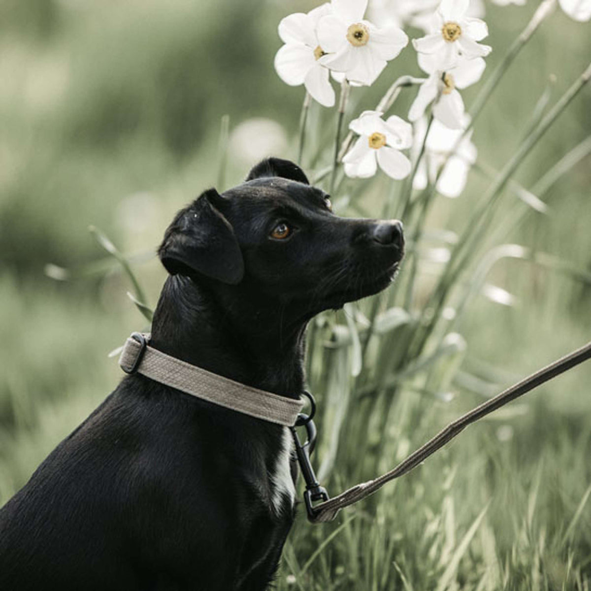 Kentucky Laisse pour Chien Lézard Beige