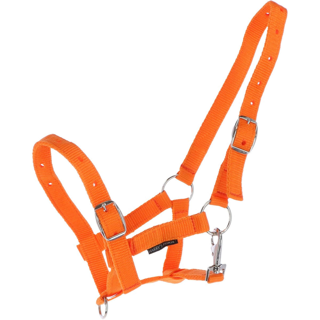 Harry's Horse Licol pour Poulain Orange