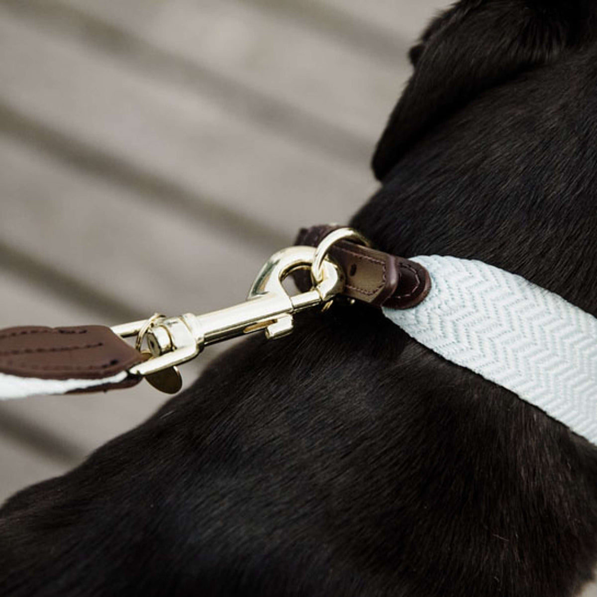 Kentucky Laisse pour Chien Jacquard Bleu clair