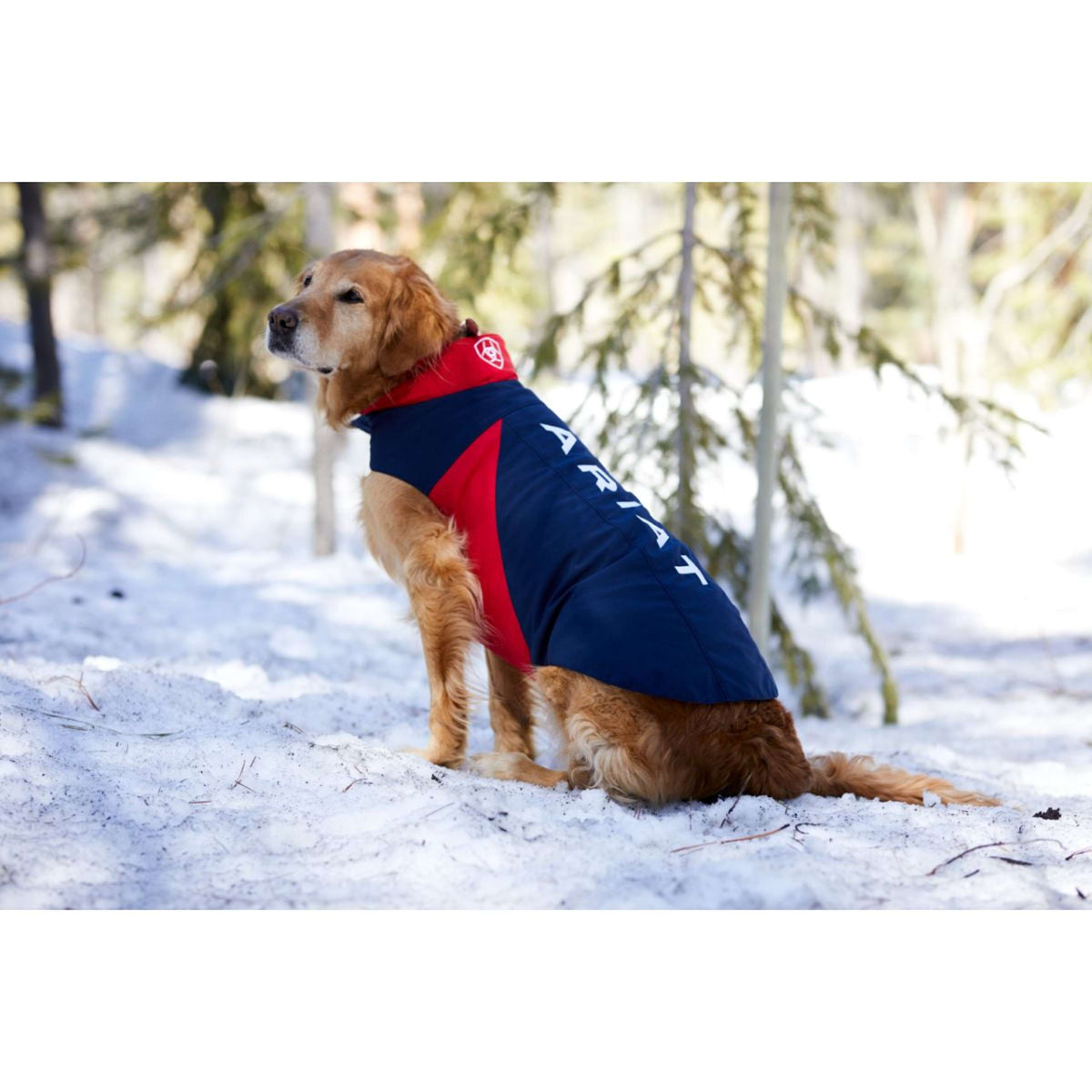 Ariat Veste pour Chien Team Softshell Bleu rouge