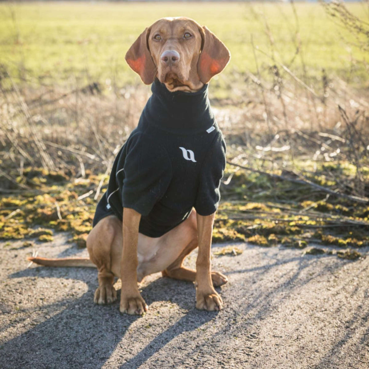 Back on Track Couverture pour Chien Cassie All-Weather Jumper Noir