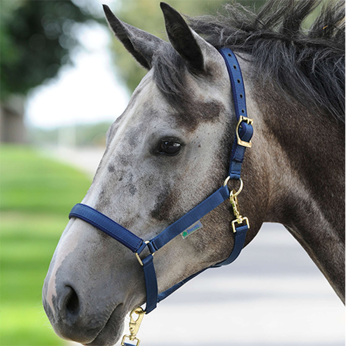 Bucas Licol Dublin Foal Marin