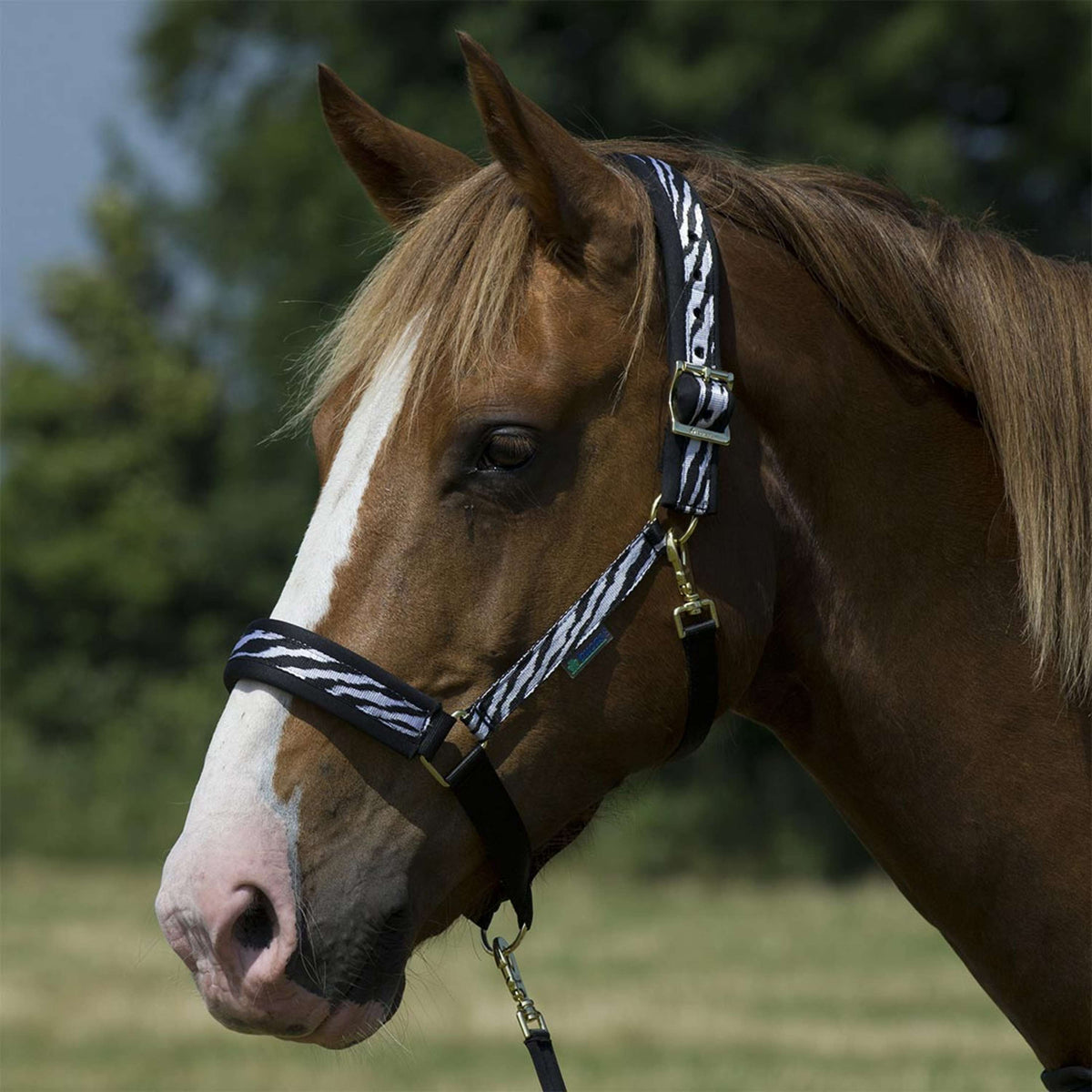 Bucas Licol Dublin Foal Zebra