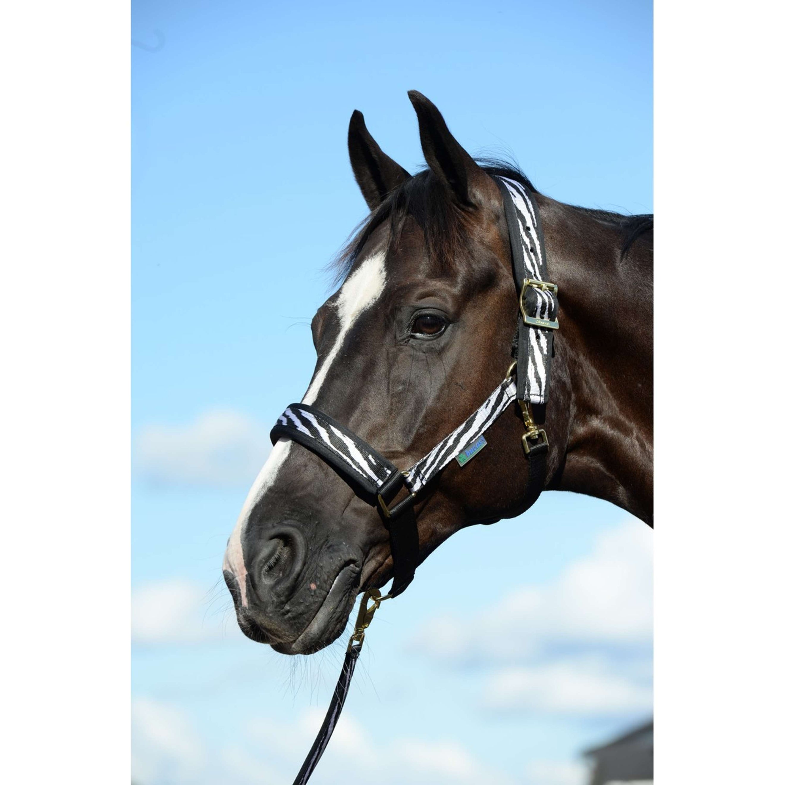 Bucas Licol Comfort Zebra