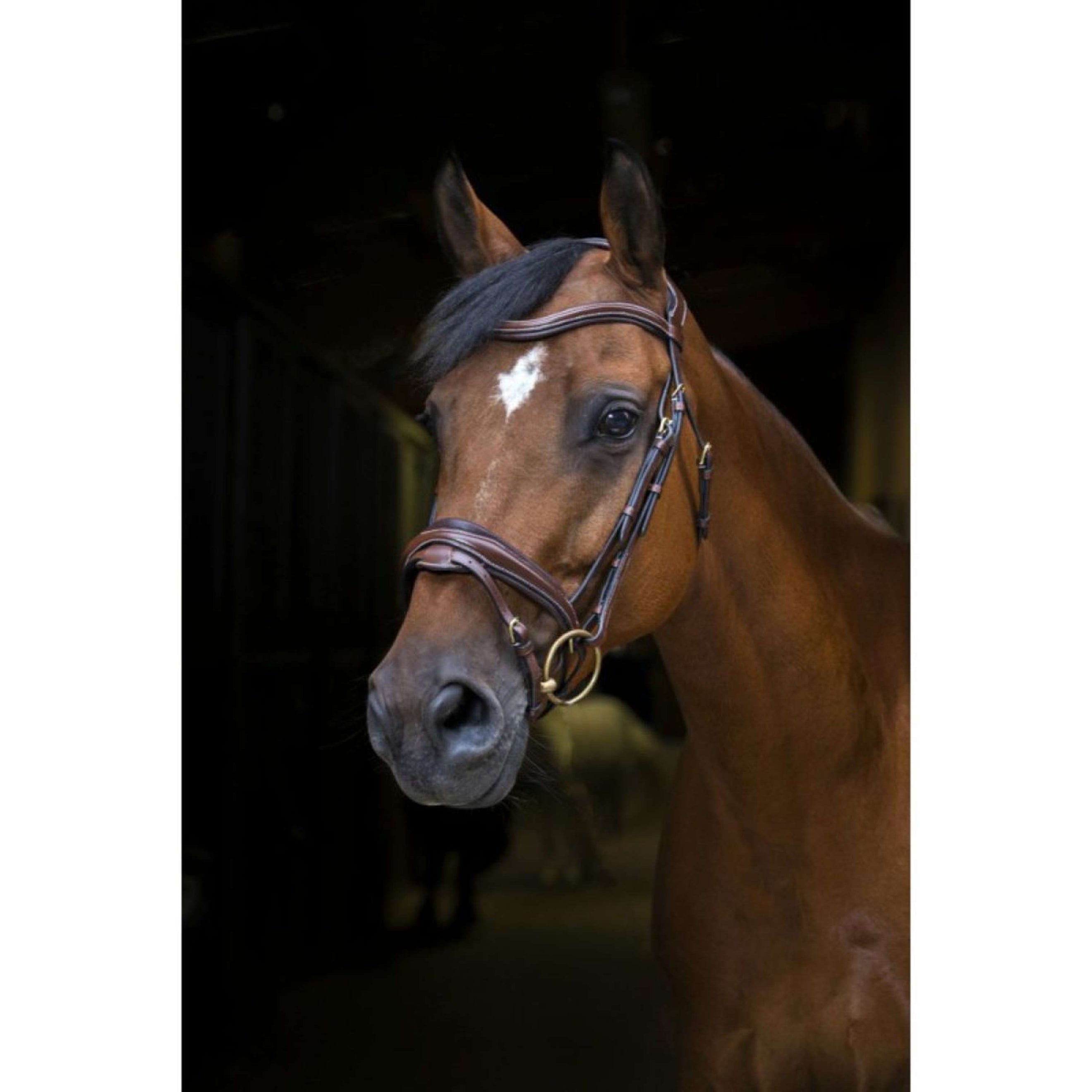 Eric Thomas Bride Pro Design Havane Eric Thomas Bride Pro Design Havane