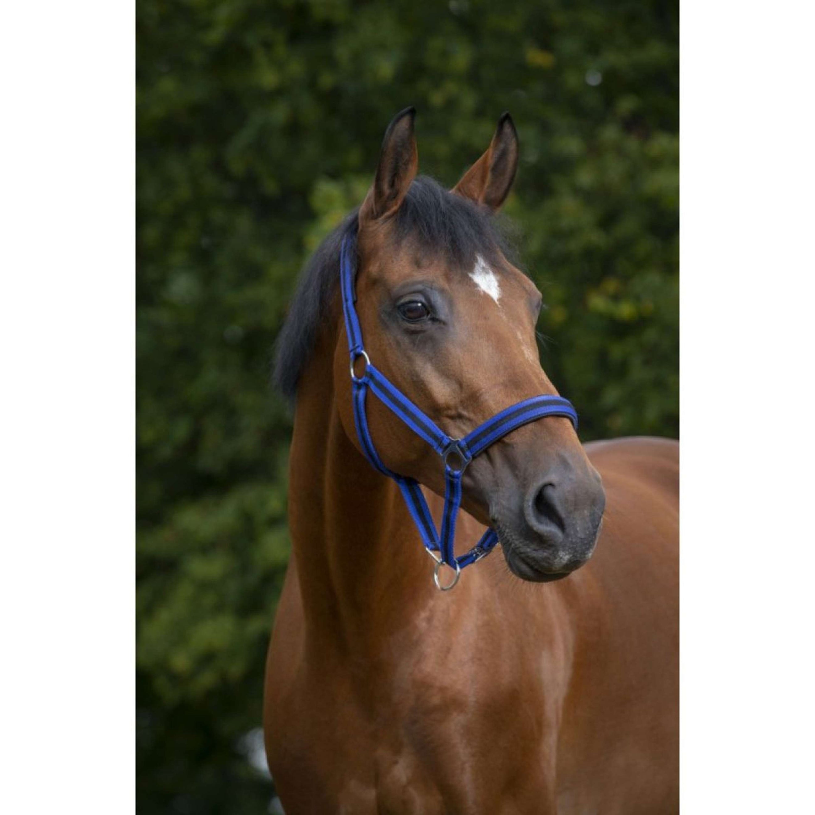 Norton Licol Doublé de Néoprène Bleu Royal/ Noir Norton Licol Doublé de Néoprène Bleu Royal/ Noir