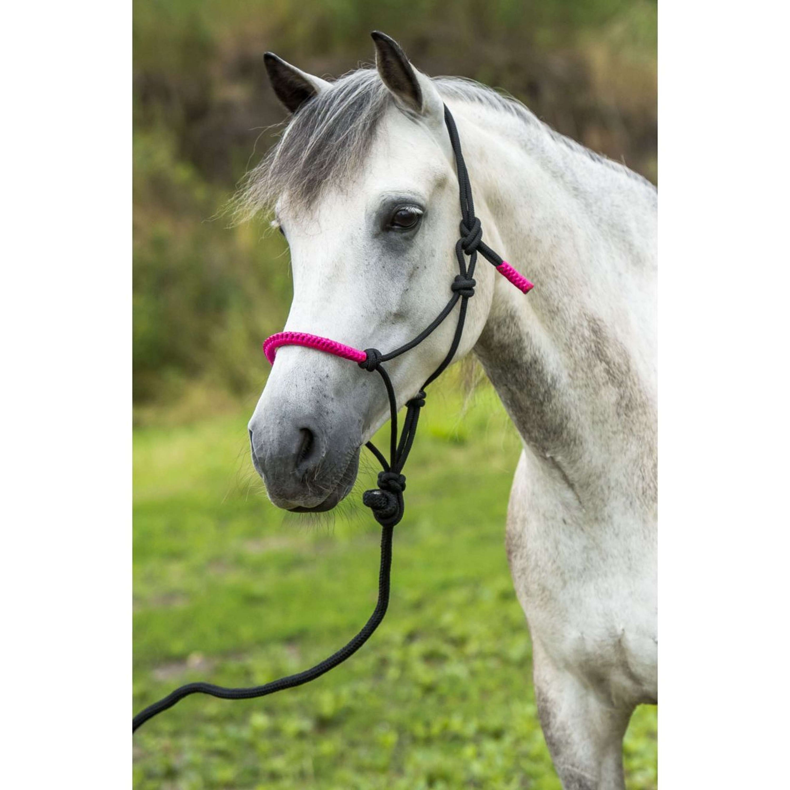 Norton Longe + Licol Fun Colour Éthologique Noir/Fuchsia