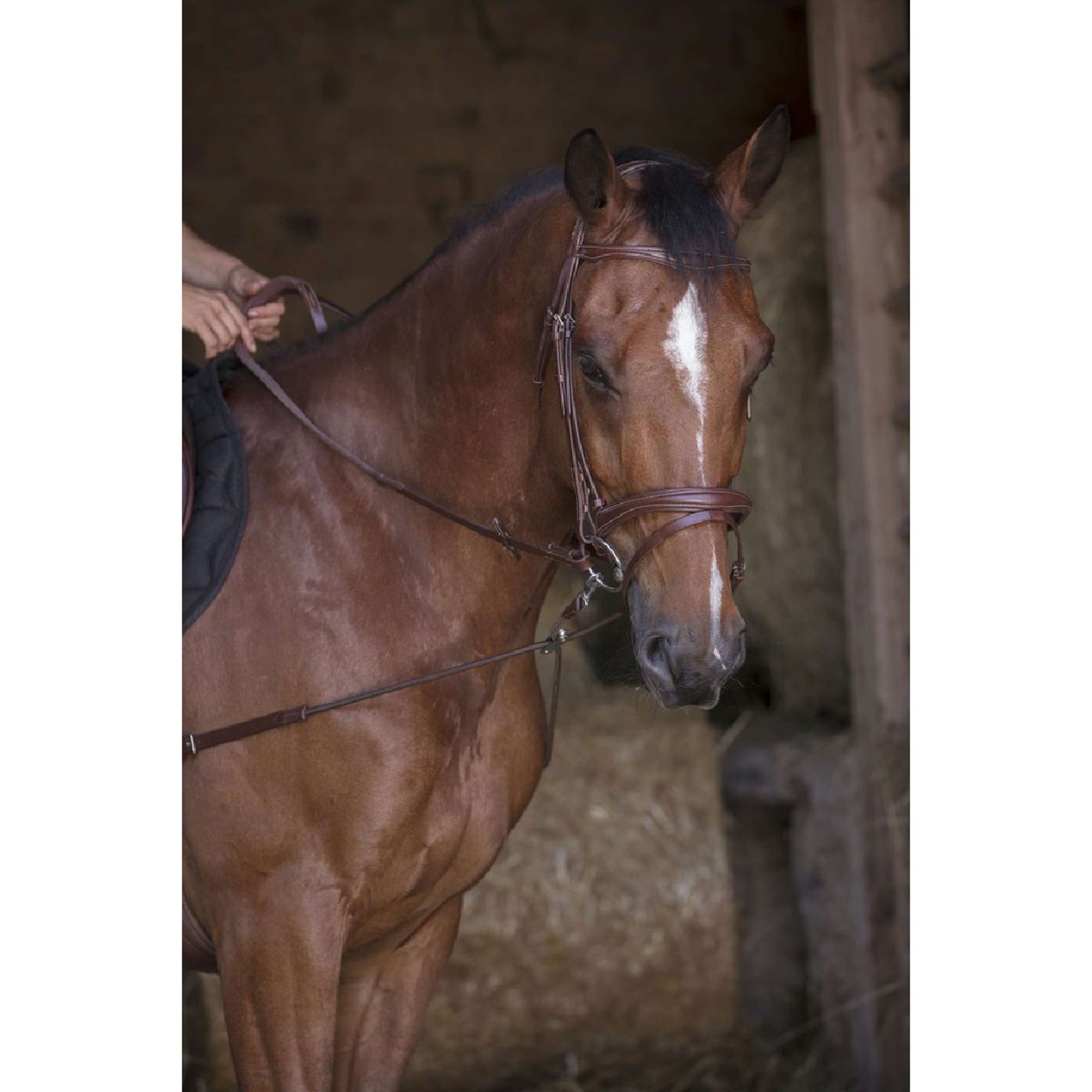 Norton Rênes Fixes Pro Court Élastique avec Poulies Havane Norton Rênes Fixes Pro Court Élastique avec Poulies Havane