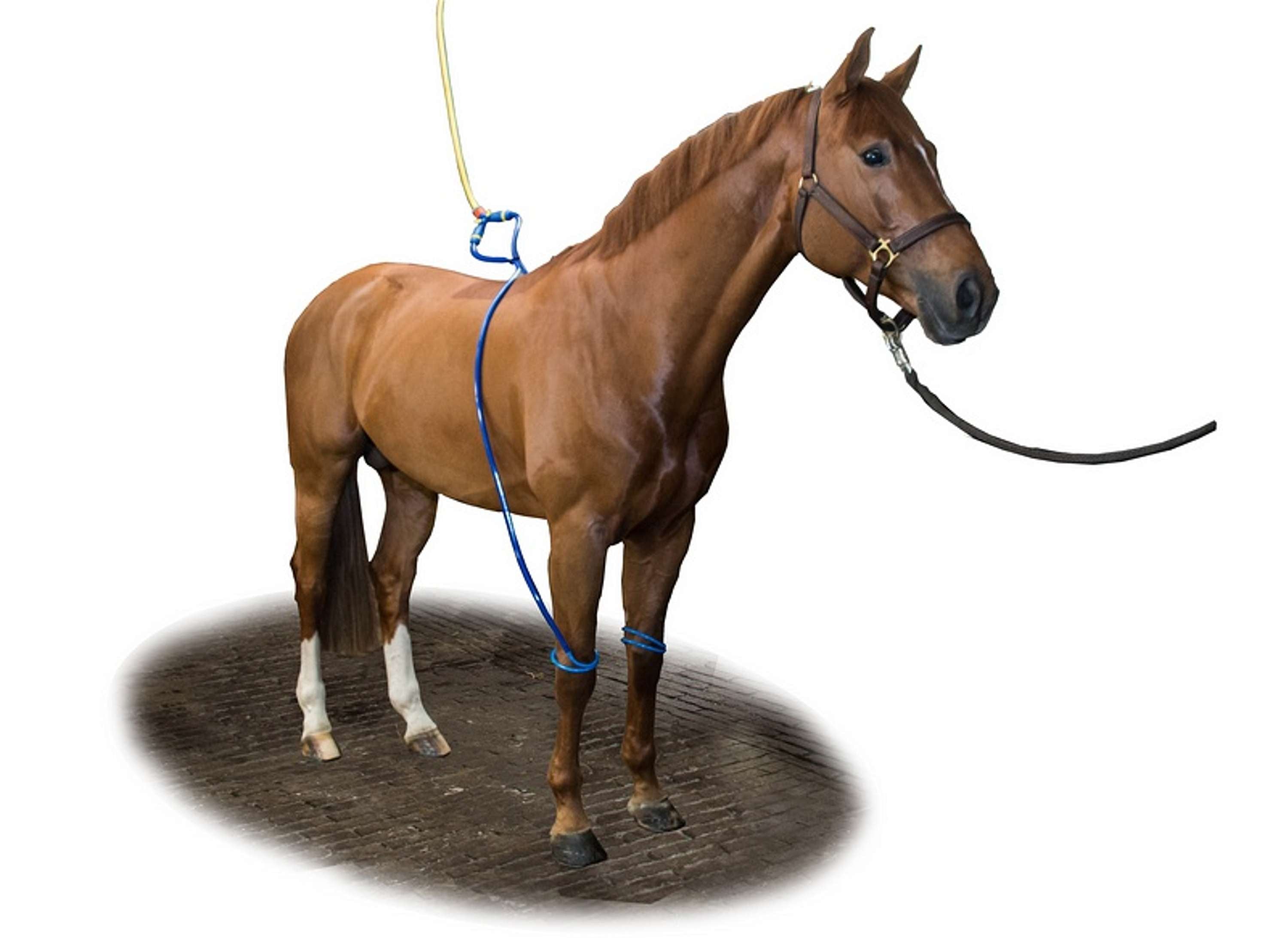 Equine Legcooler Soutien du Système Respiratoire Bronchix Liq