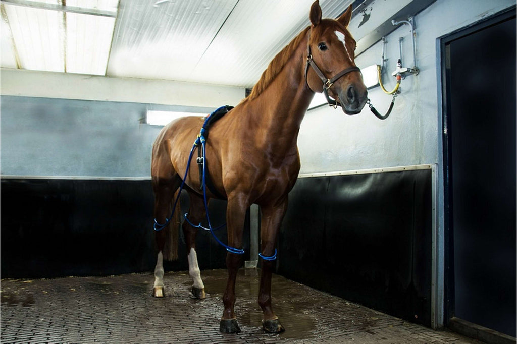 Equine Legcooler Soutien du Système Respiratoire Bronchix Liq