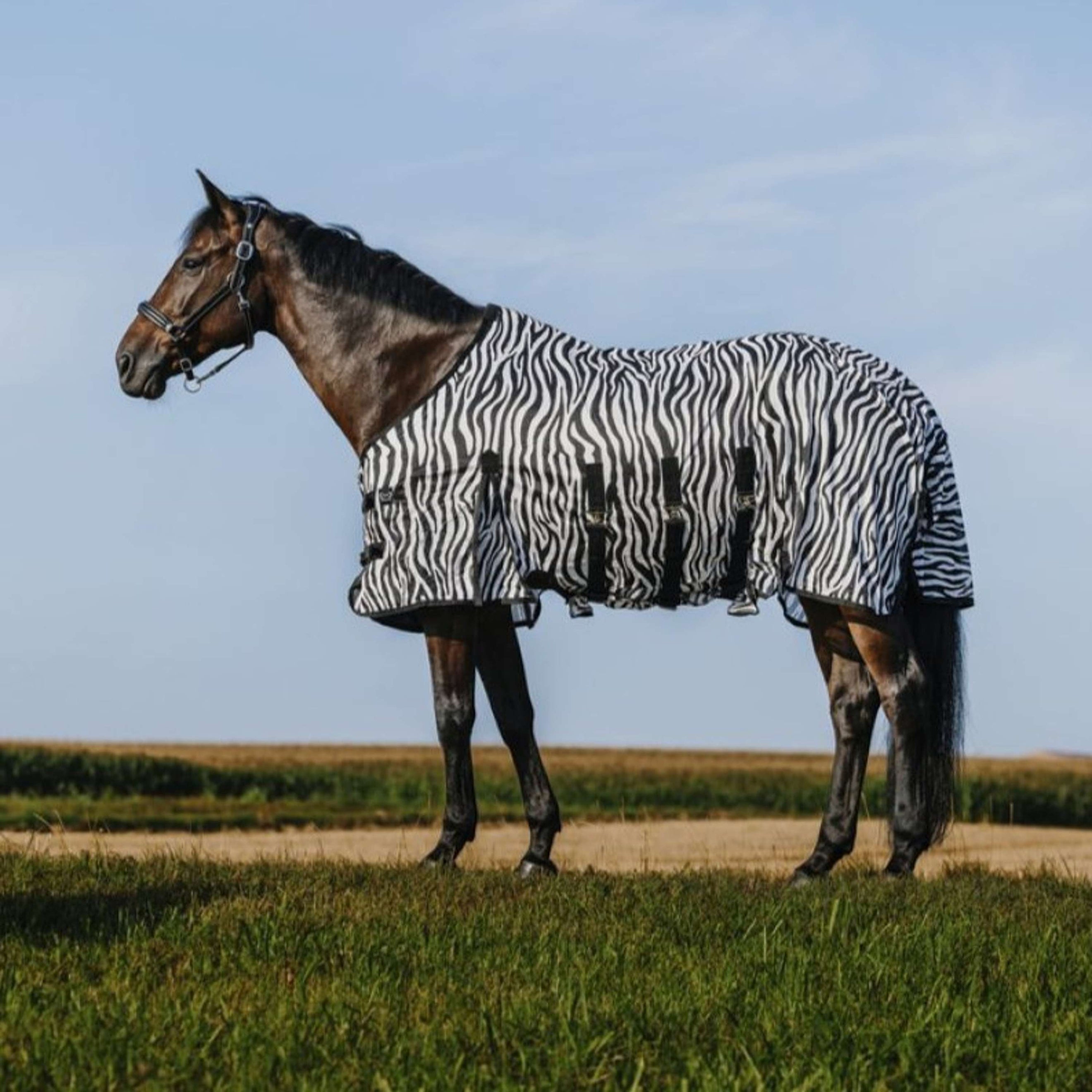 Riding World Couverture Anti-Mouches Belly Mesh Zebra
