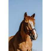 Westride Licol Western Noir