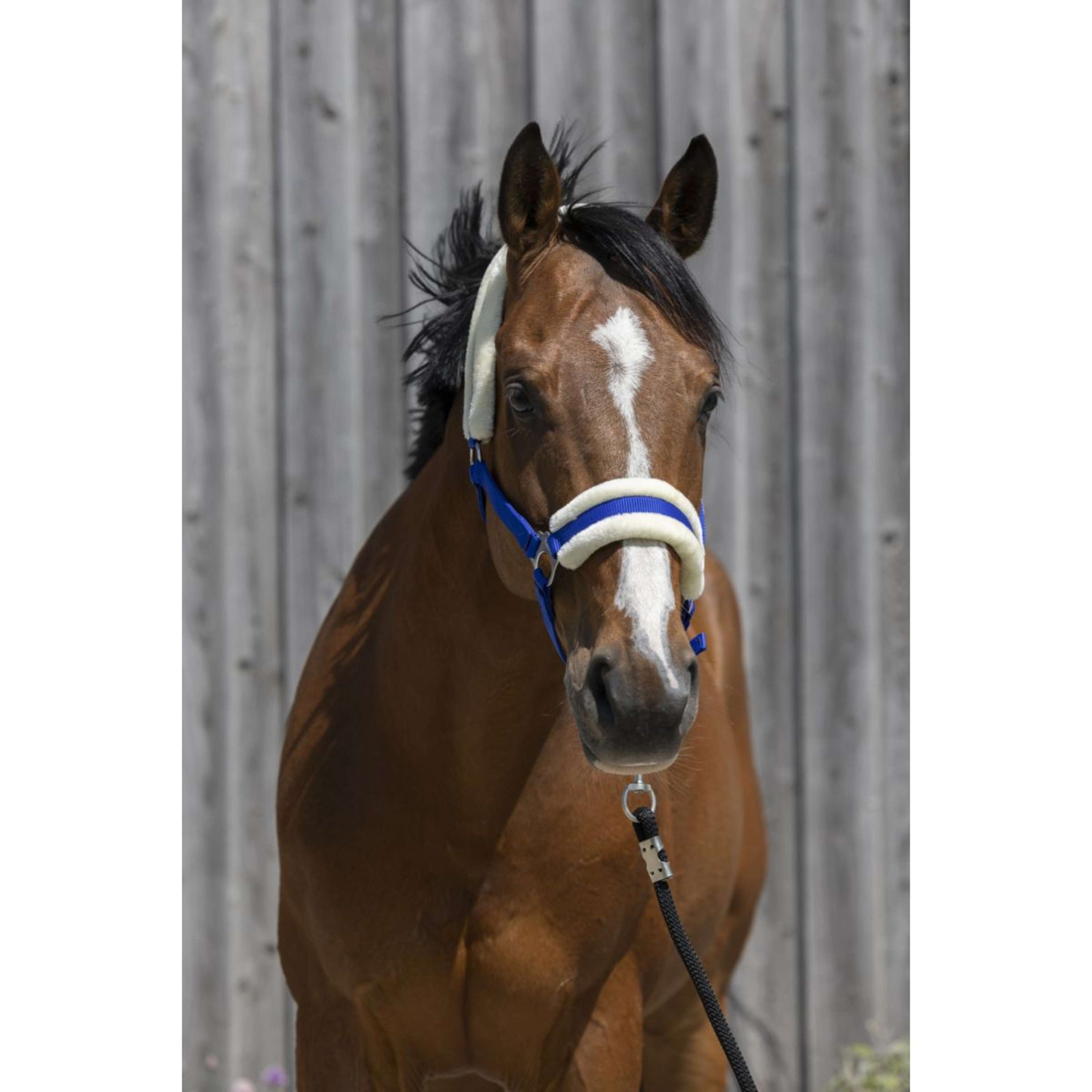 Riding World Licol Synthetic Fur Bleu Royal Riding World Licol Synthetic Fur Bleu Royal