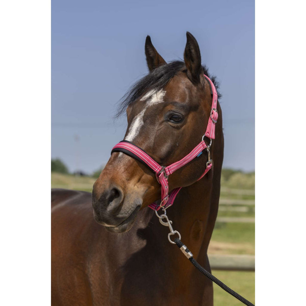 Norton Licol 4Lines Rose Vieux