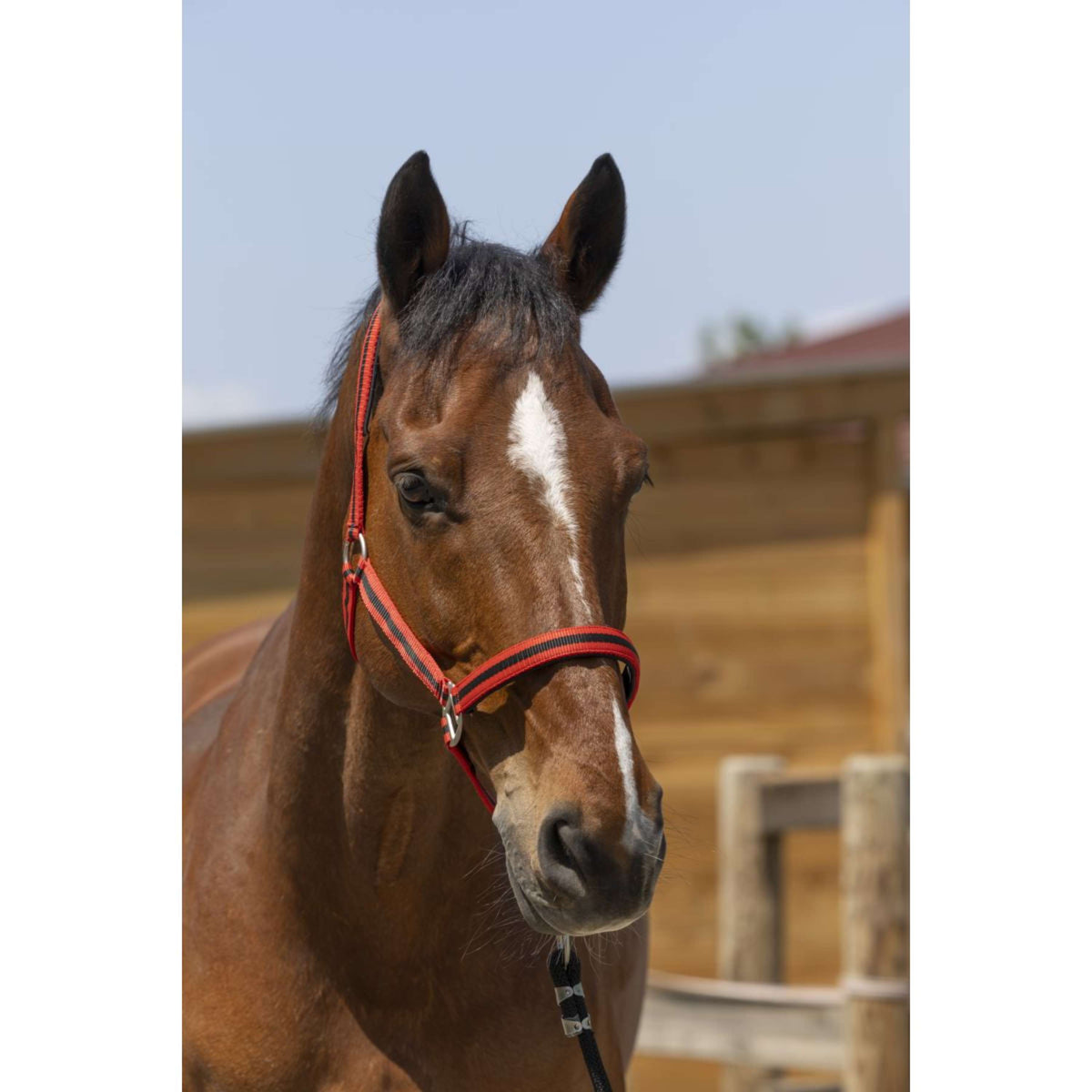 Norton Licol Satine Rouge/Noir