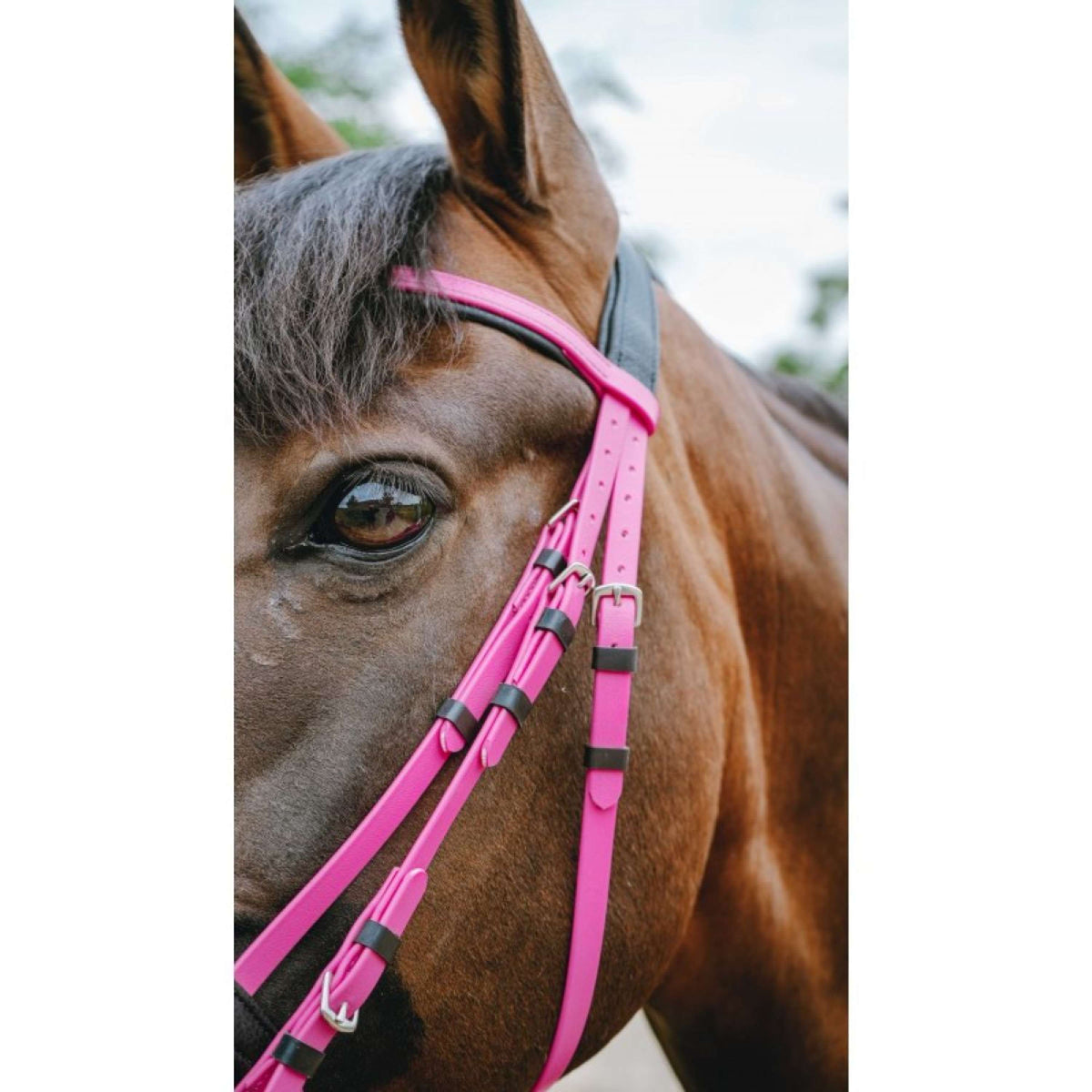 Norton Bride Endurance Rose