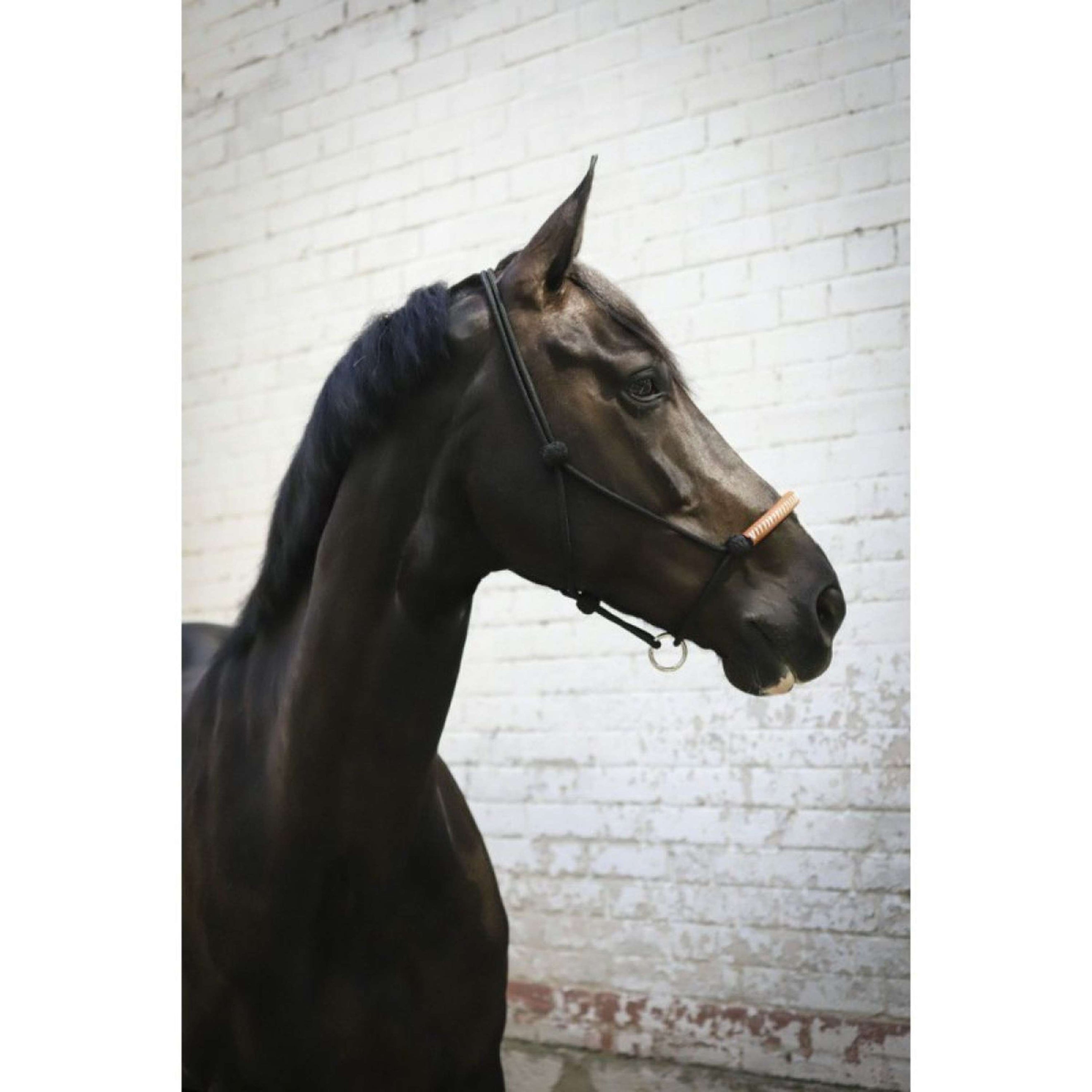 Pénélope Licol en Corde Western Pénélope Licol en Corde Western