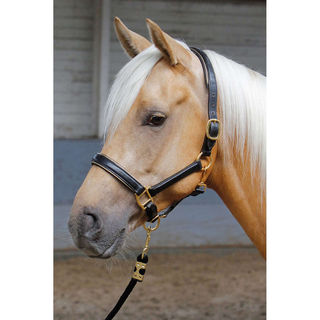 Harry's Horse Licol Cuir avec Passepoil Or
