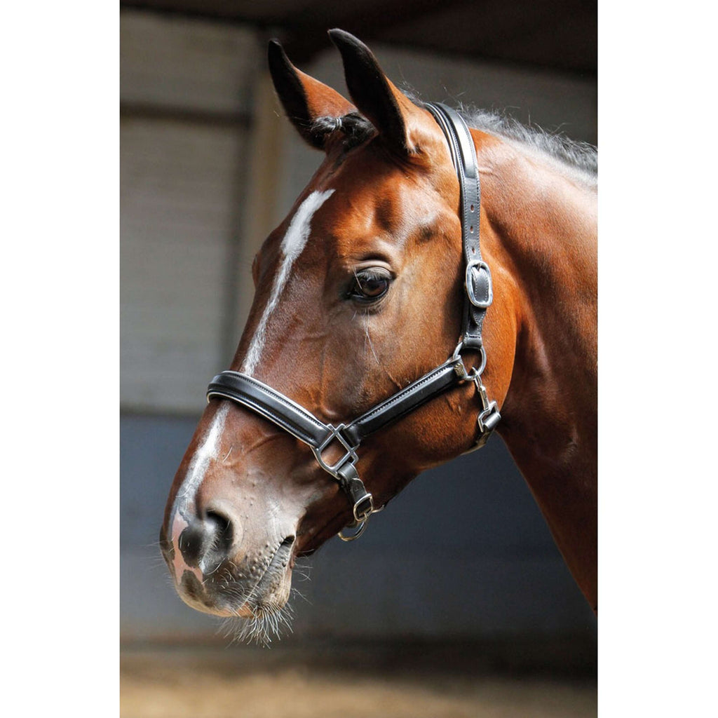 Harry's Horse Licol Cuir avec Passepoil Argent