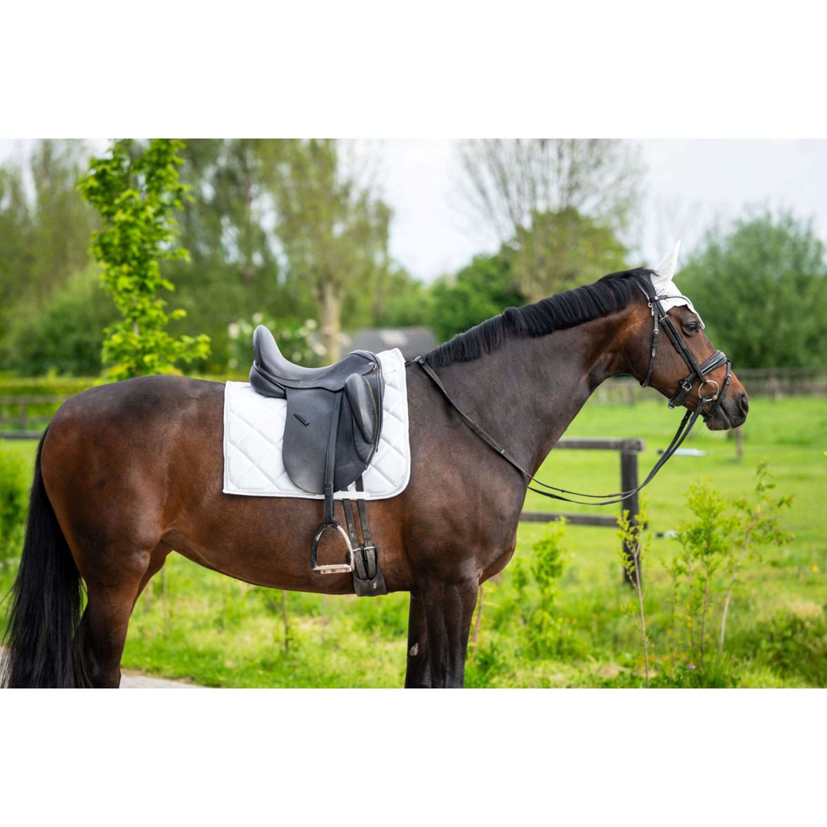 HB Tapis de Selle de Dressage Showtime Blanc